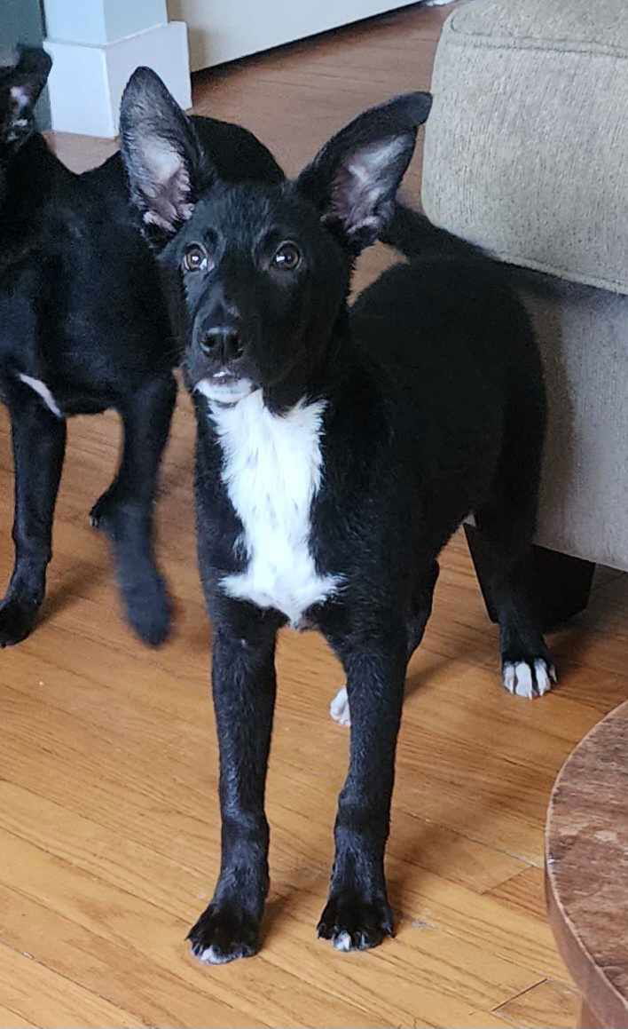 Dog for adoption - Gucci, a Mixed Breed in Oceanside, NY