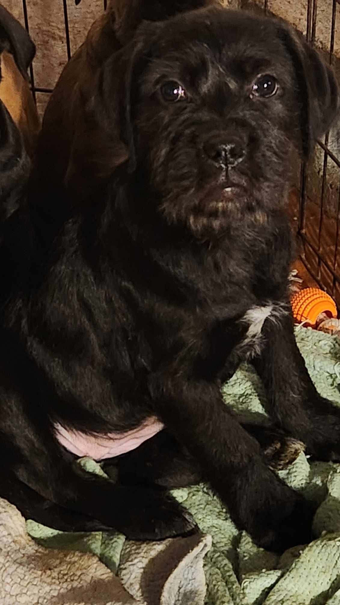 Dog for Adoption Peach (NYShari), a Labrador Retriever in Moravia