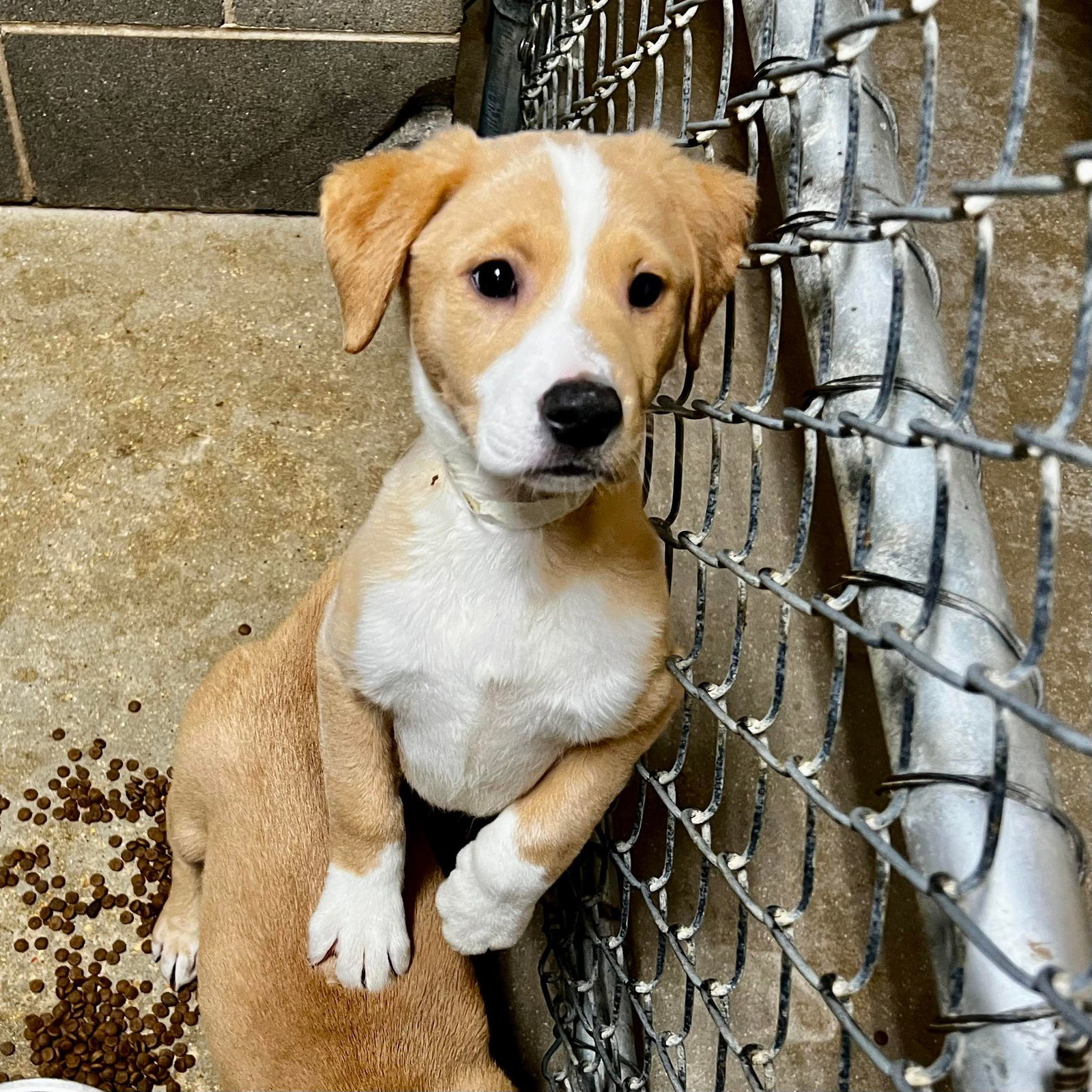 Dog for Adoption Igloo (NYEmily) *Neutered*, a Labrador Retriever in