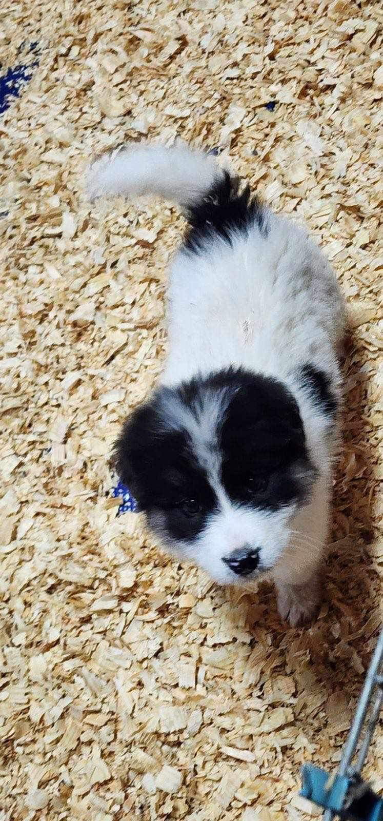 Dog for Adoption Grant (NYSarah) *Adoption Pending*, a Great