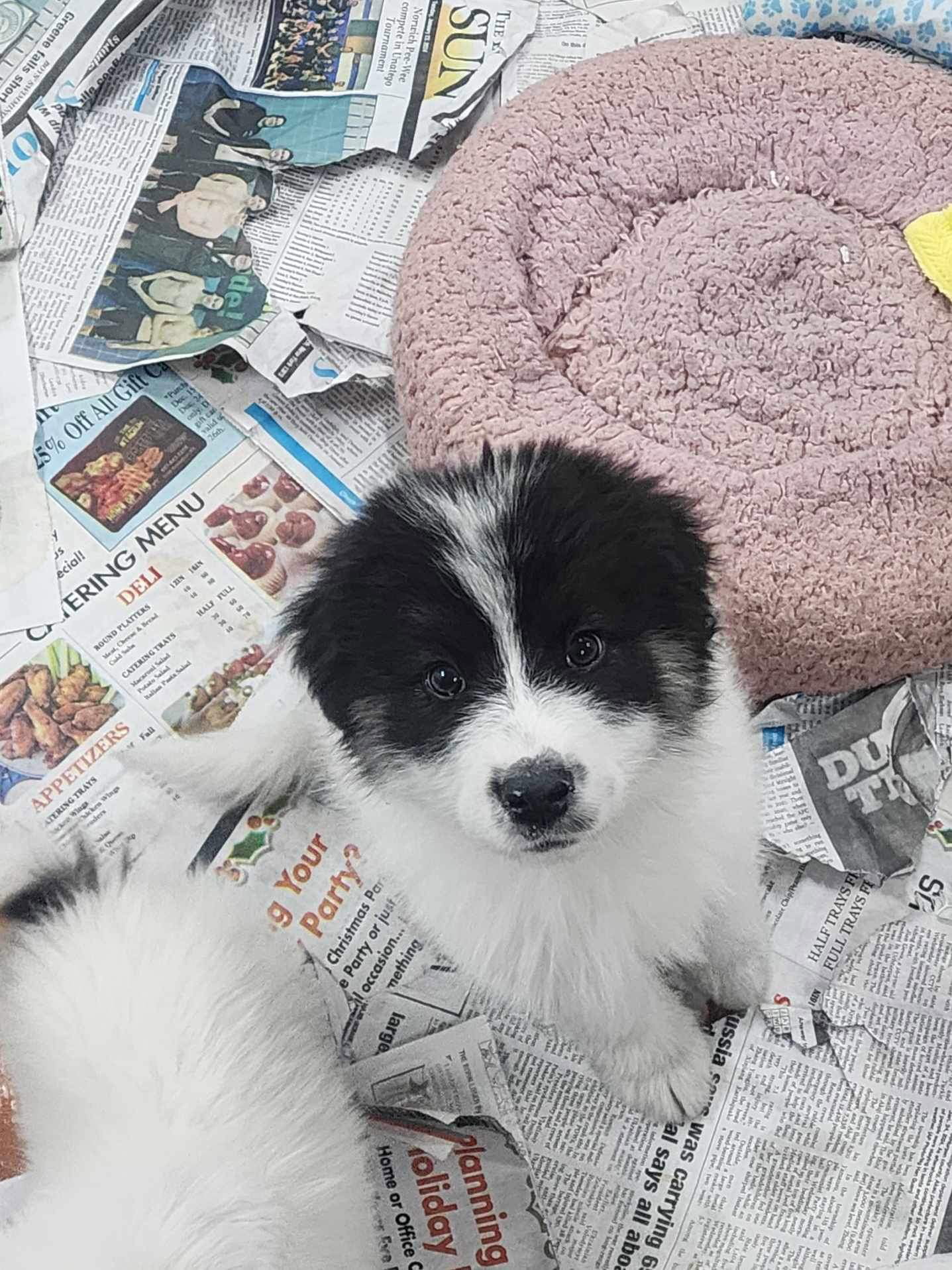 Dog for Adoption Grant (NYSarah) *Adoption Pending*, a Great