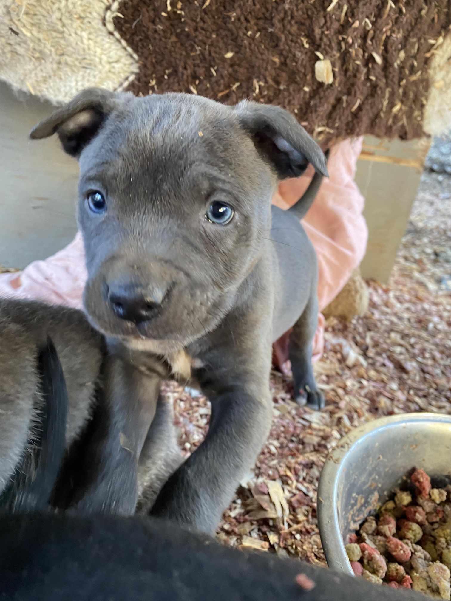 Dog for Adoption Puppy 5 (NYLia), a Labrador Retriever in Oneonta
