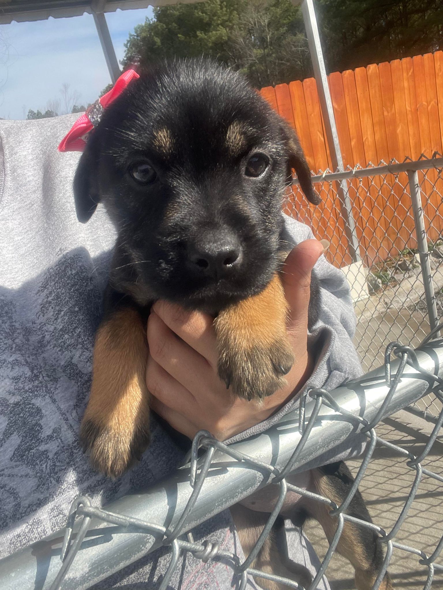 Dog for Adoption Danielle (NYSarah), a Labrador Retriever in