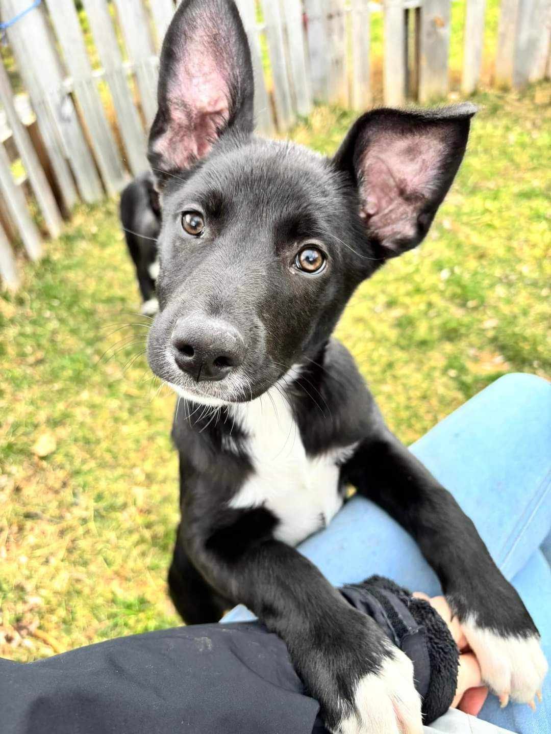 adoptable Dog in Port Crane, NY named Gabby (NY-Kara)
