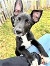 adoptable Dog in , NY named Gabby (NY-Kara)