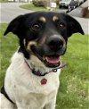adoptable Dog in  named Bailey *Courtesy Post* (Liverpool NY)
