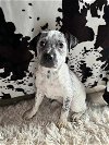 adoptable Dog in  named Remy (NY-Shari)