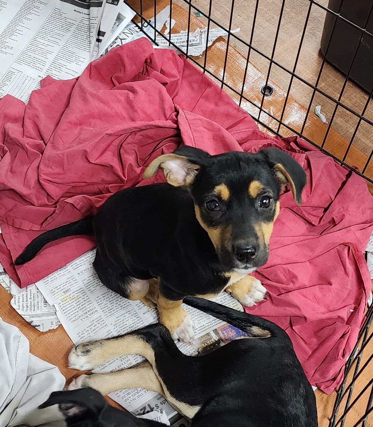 adoptable Dog in Smyrna, NY named Aspen (NY-Sarah)