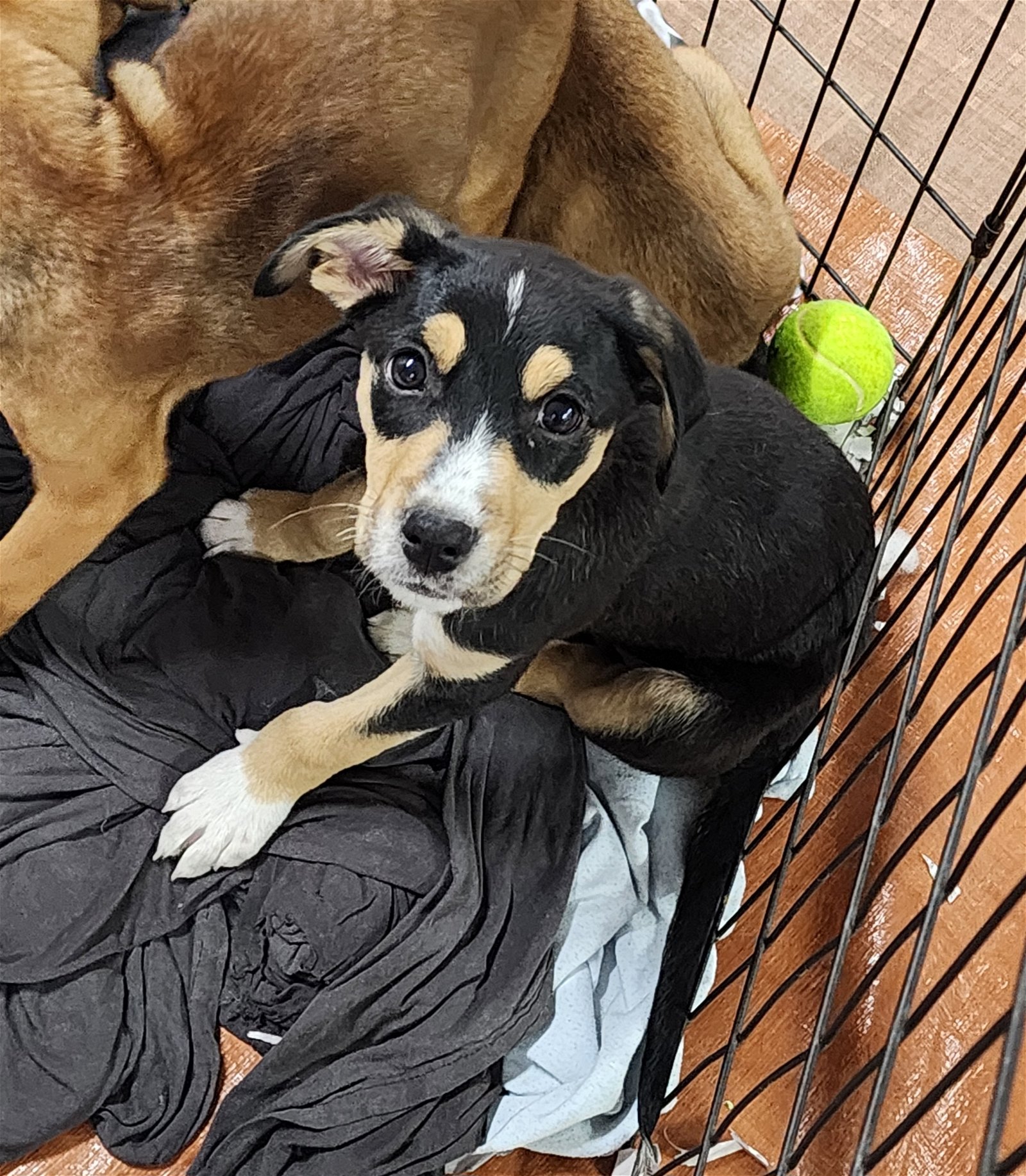 adoptable Dog in Smyrna, NY named Bandit (NY-Sarah)