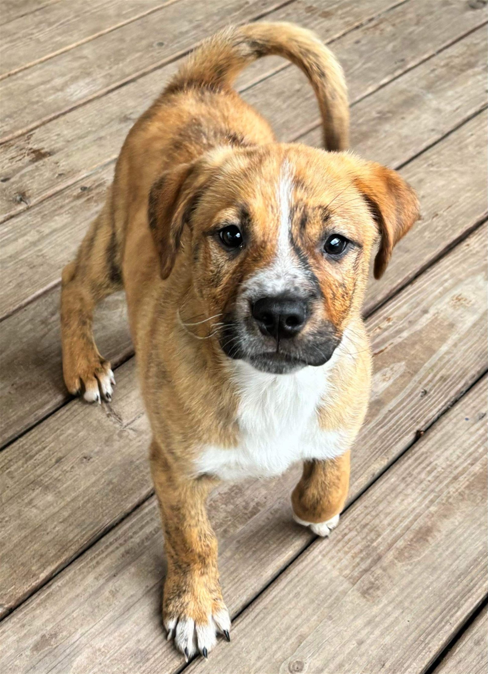 adoptable Dog in Port Crane, NY named Diego (NY-Kara)