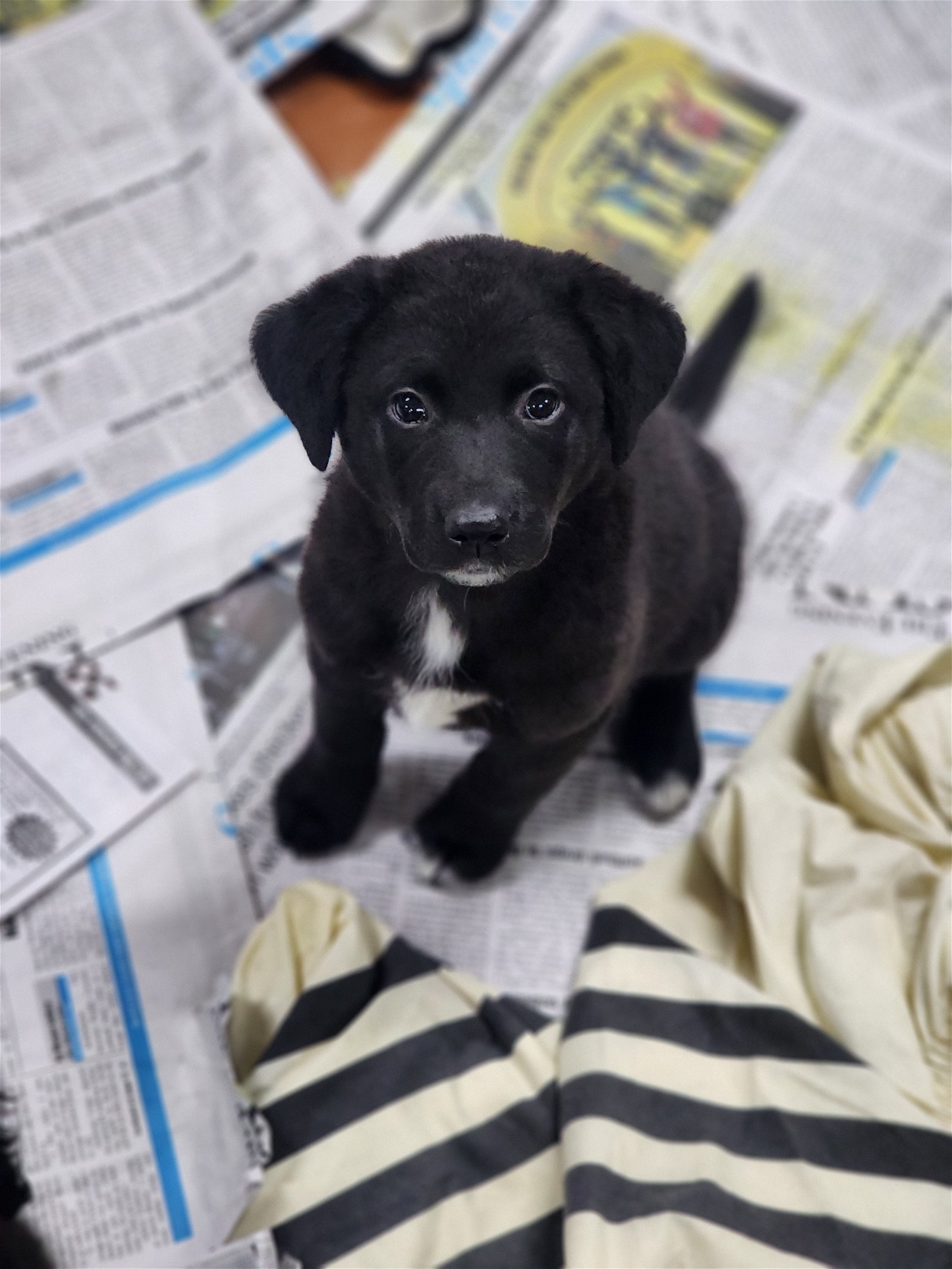 adoptable Dog in Smyrna, NY named Tinsley (NY-Sarah)