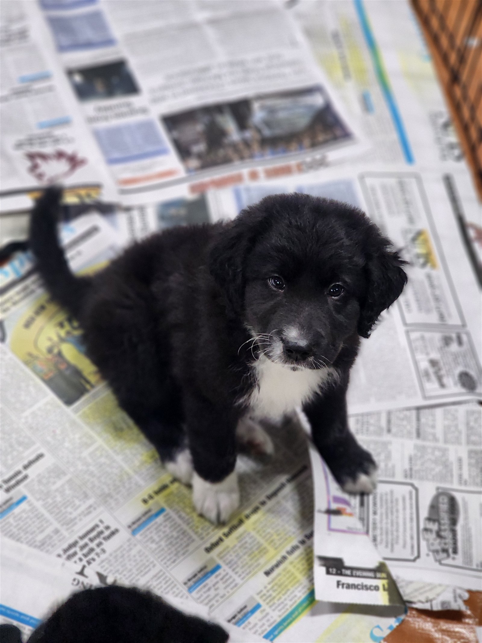 adoptable Dog in Smyrna, NY named Trinity (NY-Sarah)