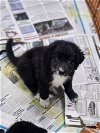 adoptable Dog in  named Trinity (NY-Sarah)