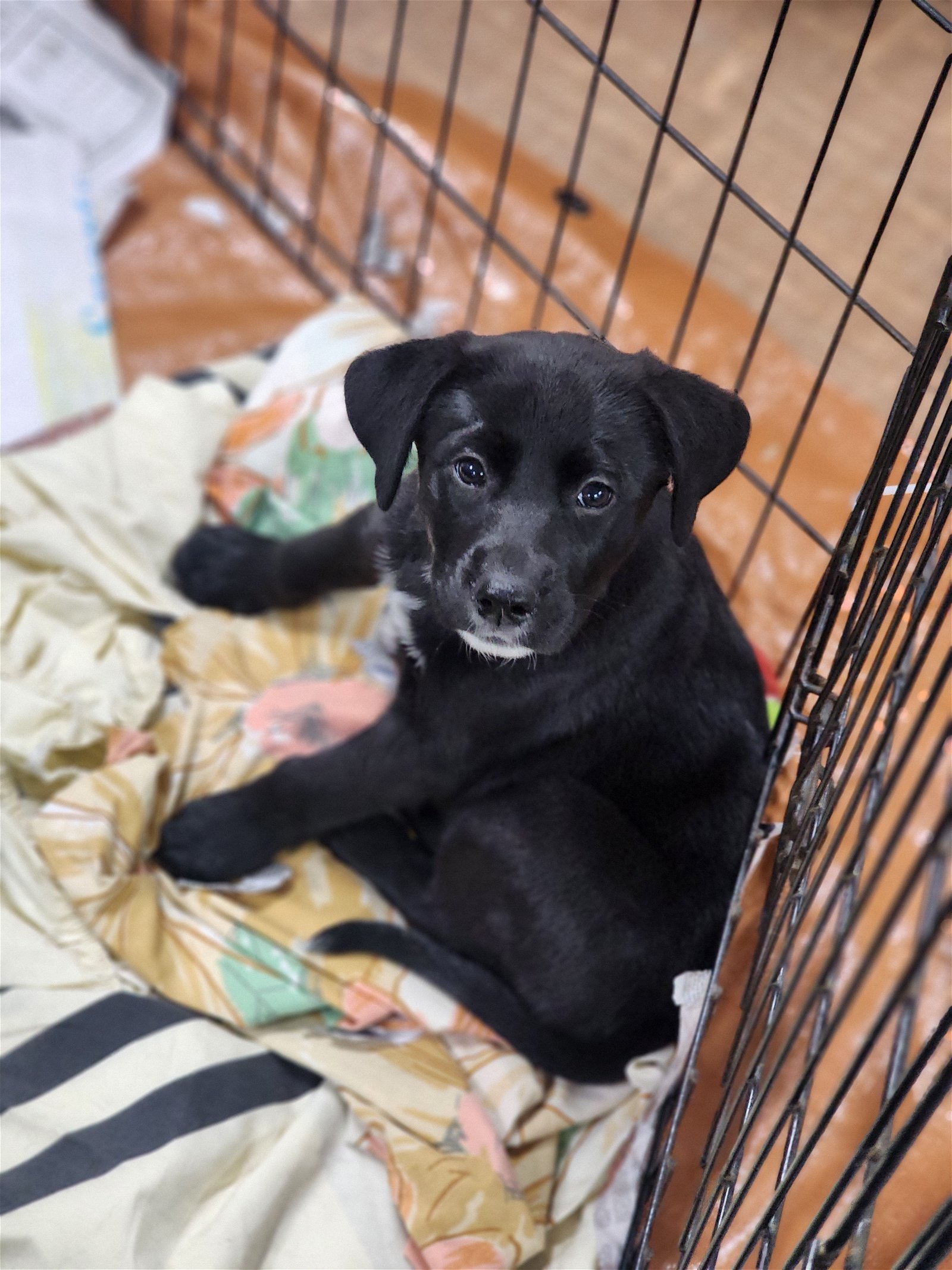 adoptable Dog in Smyrna, NY named Tabby (NY-Sarah)