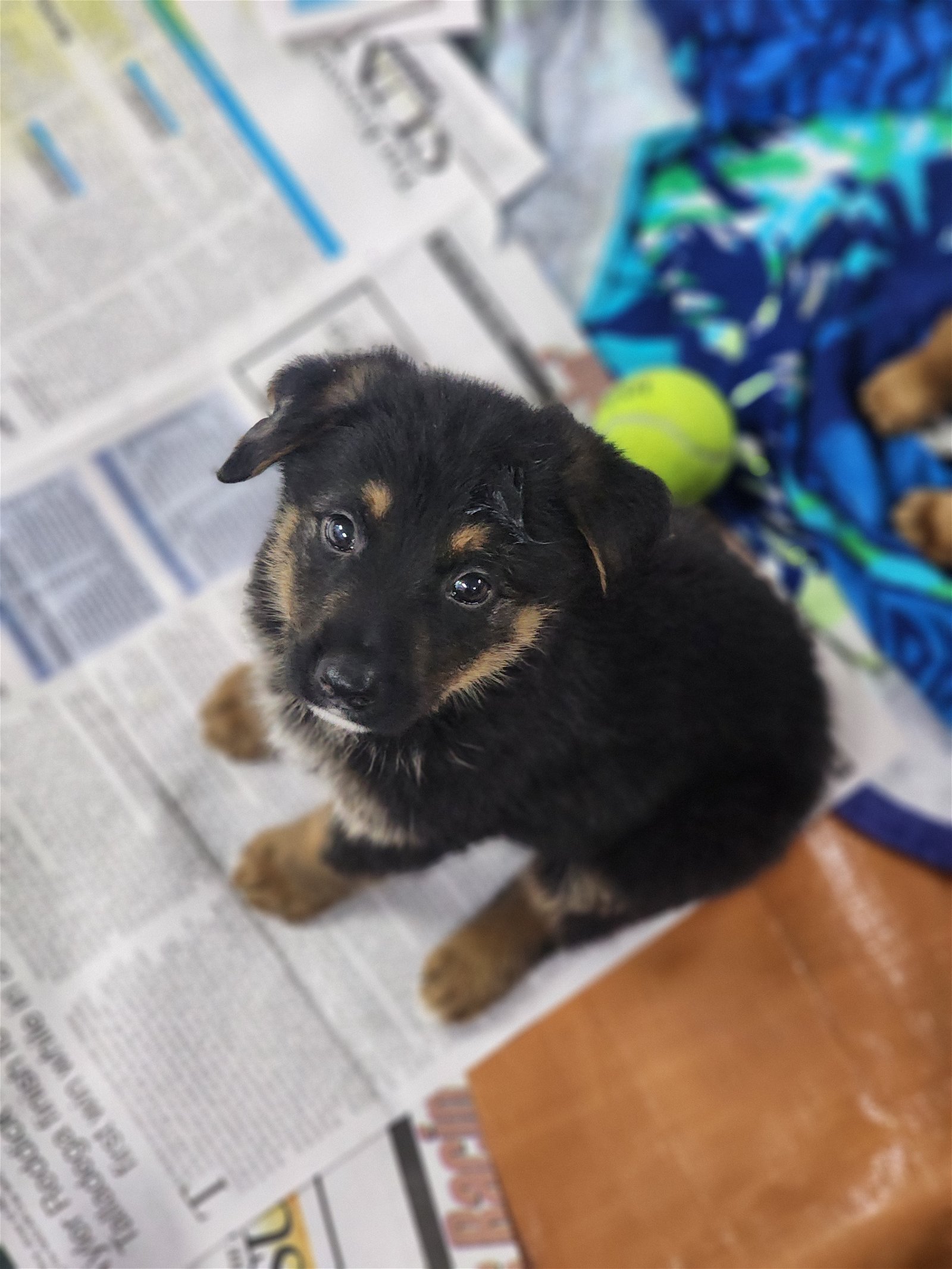 adoptable Dog in Smyrna, NY named Theo (NY-Sarah)