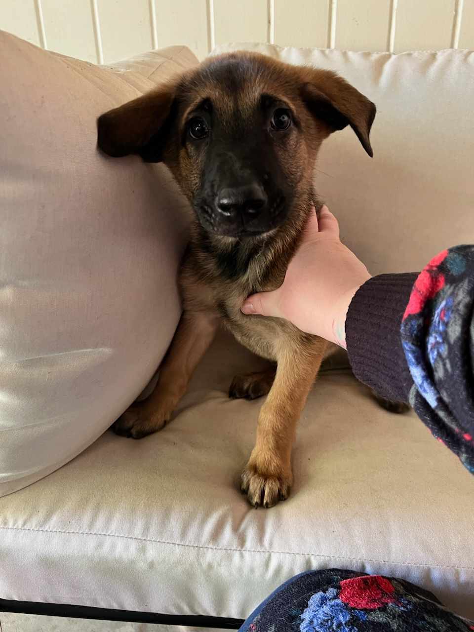Dog adoption in Smyrna, NY 13464 Belgian Shepherd Malinois Dog "Zeke