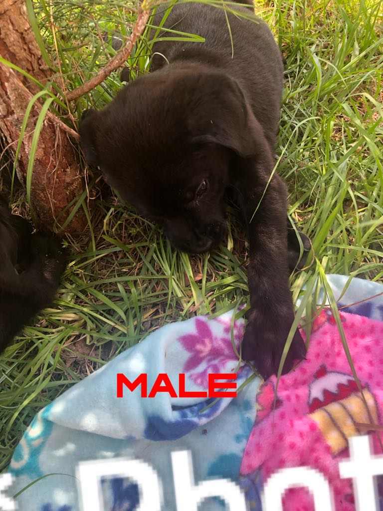 Dog adoption in Yorkville, NY 13495: Labrador Retriever / Mixed Dog