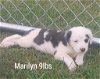 adoptable Dog in  named Marilyn (NY-Sarah)