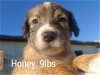 adoptable Dog in  named Honey (NY-Sarah)