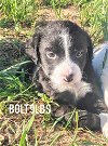 adoptable Dog in  named Bolt (NY-Sarah)