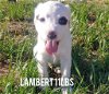 adoptable Dog in  named Lambert (NY-Sarah)