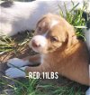 adoptable Dog in  named Red (NY-Sarah)
