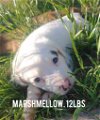 adoptable Dog in  named Marshmellow (NY-Sarah)