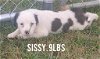 adoptable Dog in  named Sissy (NY-Sarah)