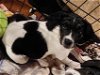 adoptable Dog in  named Lucky (NY-Shari)