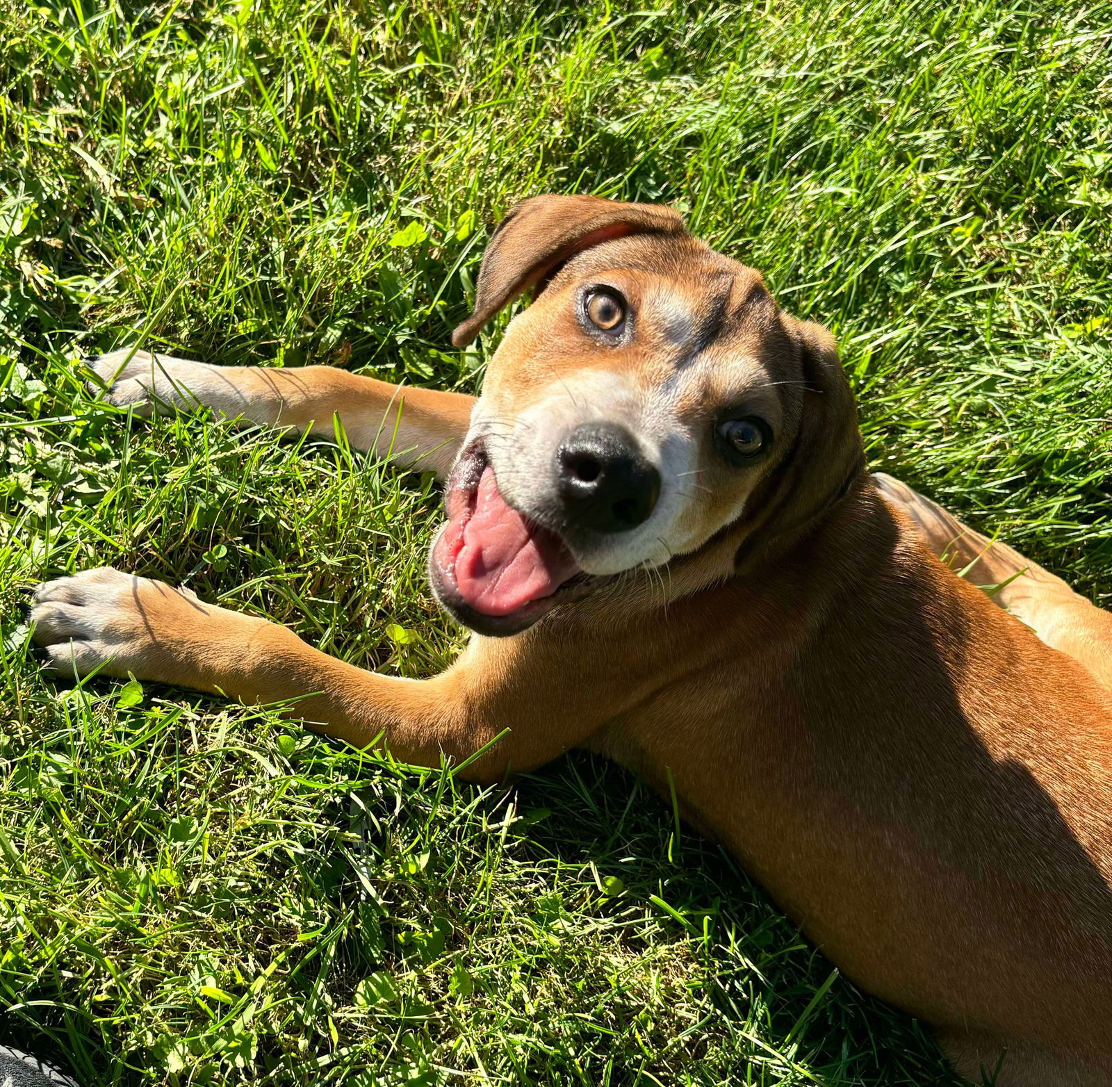 adoptable Dog in Port Crane, NY named Scout (NY-Kara)