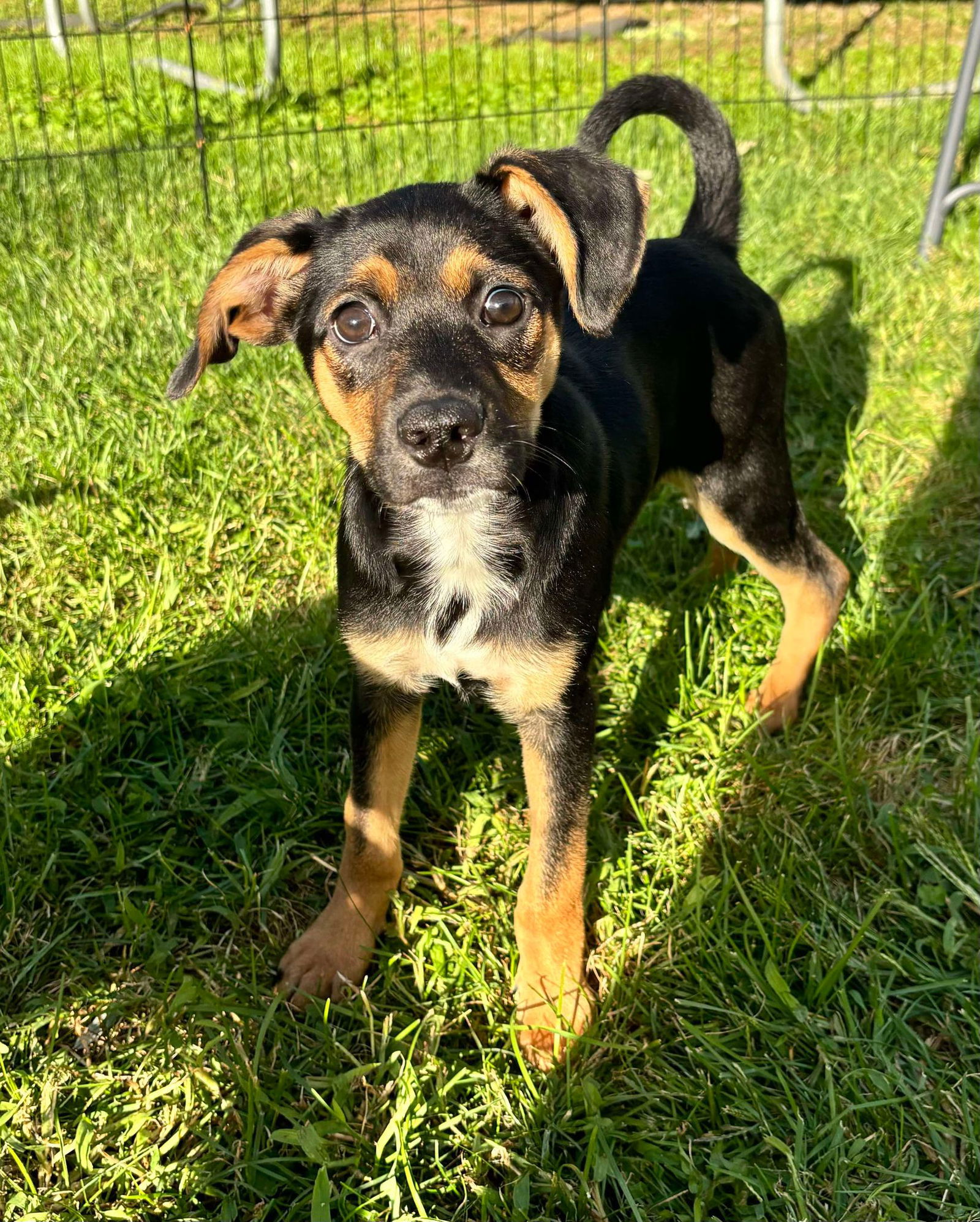 adoptable Dog in Port Crane, NY named Terry (NY-Kara)