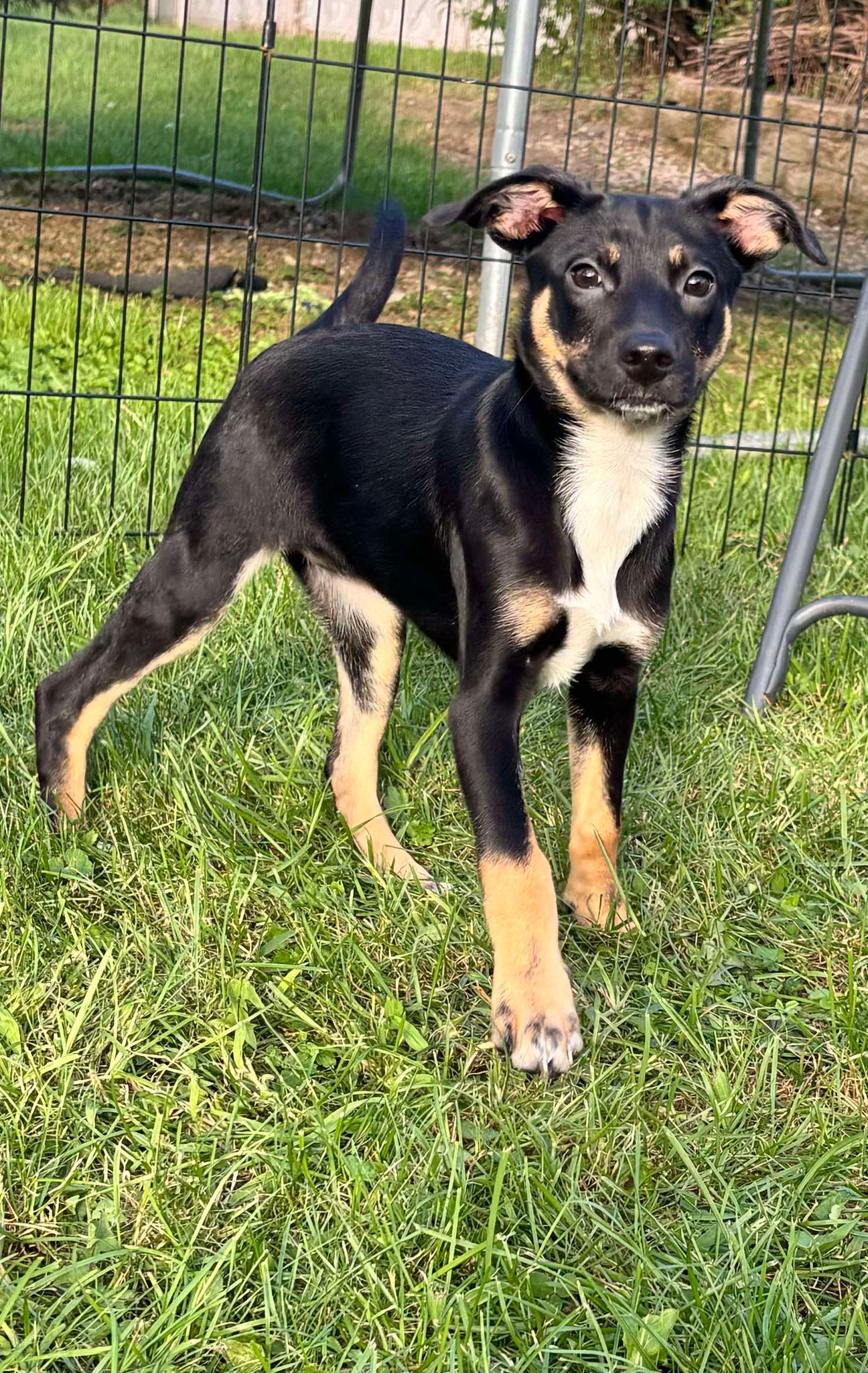 adoptable Dog in Port Crane, NY named Tammie (NY-Kara)