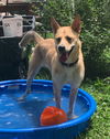 adoptable Dog in Smyrna, NY named Mila *Courtesy Post* (Syracuse NY)