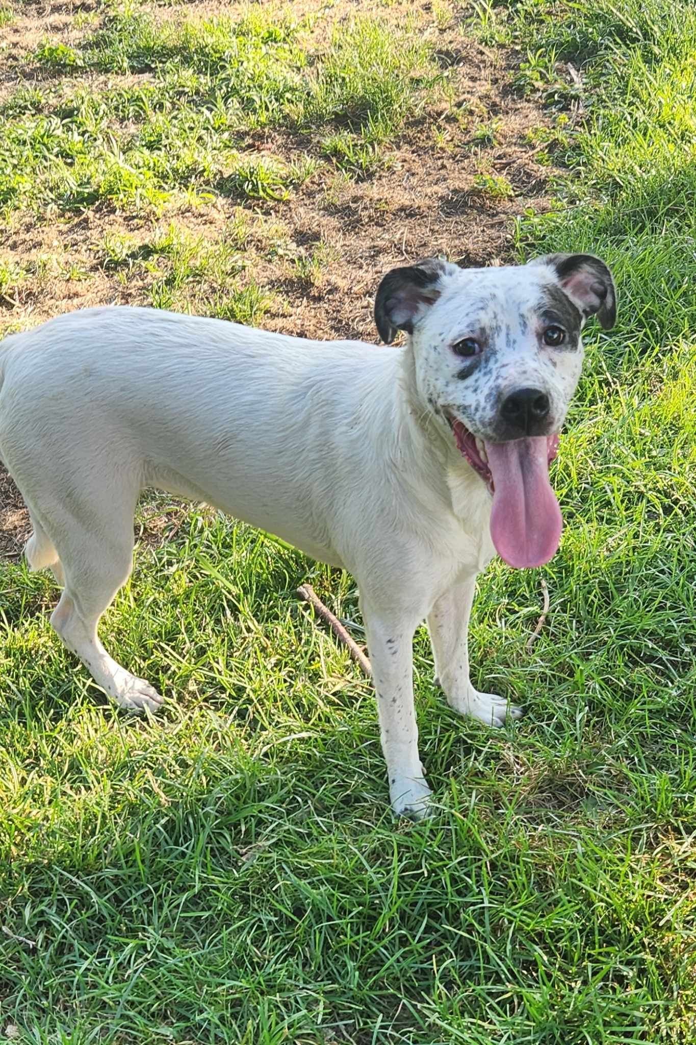 adoptable Dog in Yorkville, NY named Robin (NY-Shari)