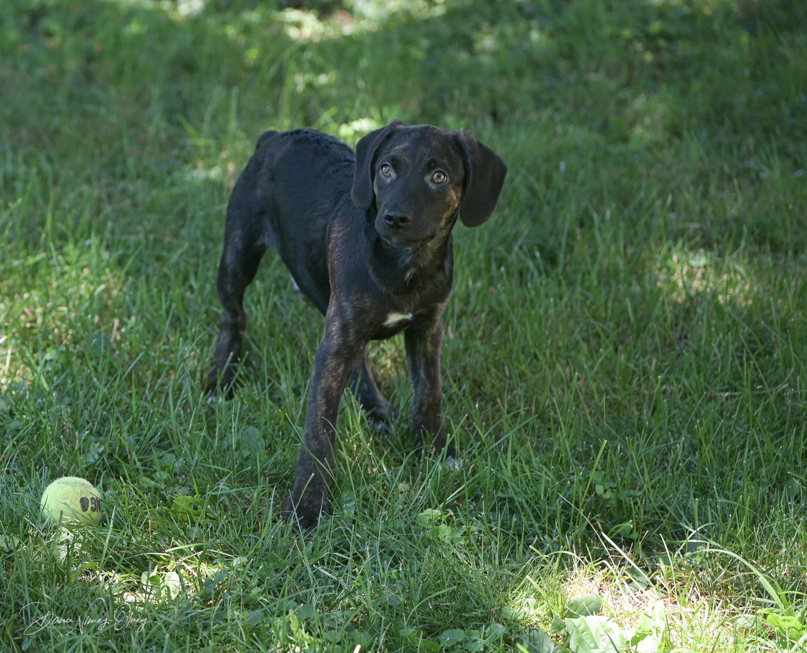 adoptable Dog in Yorkville, NY named Lenord (NY-Shari)