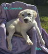 adoptable Dog in  named Mr. Lavender (NY-Emily)