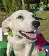 adoptable Dog in  named Mr. Green (NY-Emily)