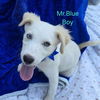 adoptable Dog in  named Mr. Blue (NY-Emily)