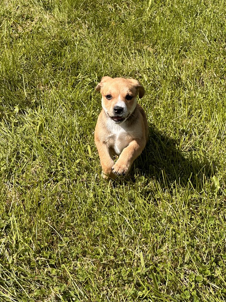 adoptable Dog in Earlville, NY named Abby (NY-Lia)