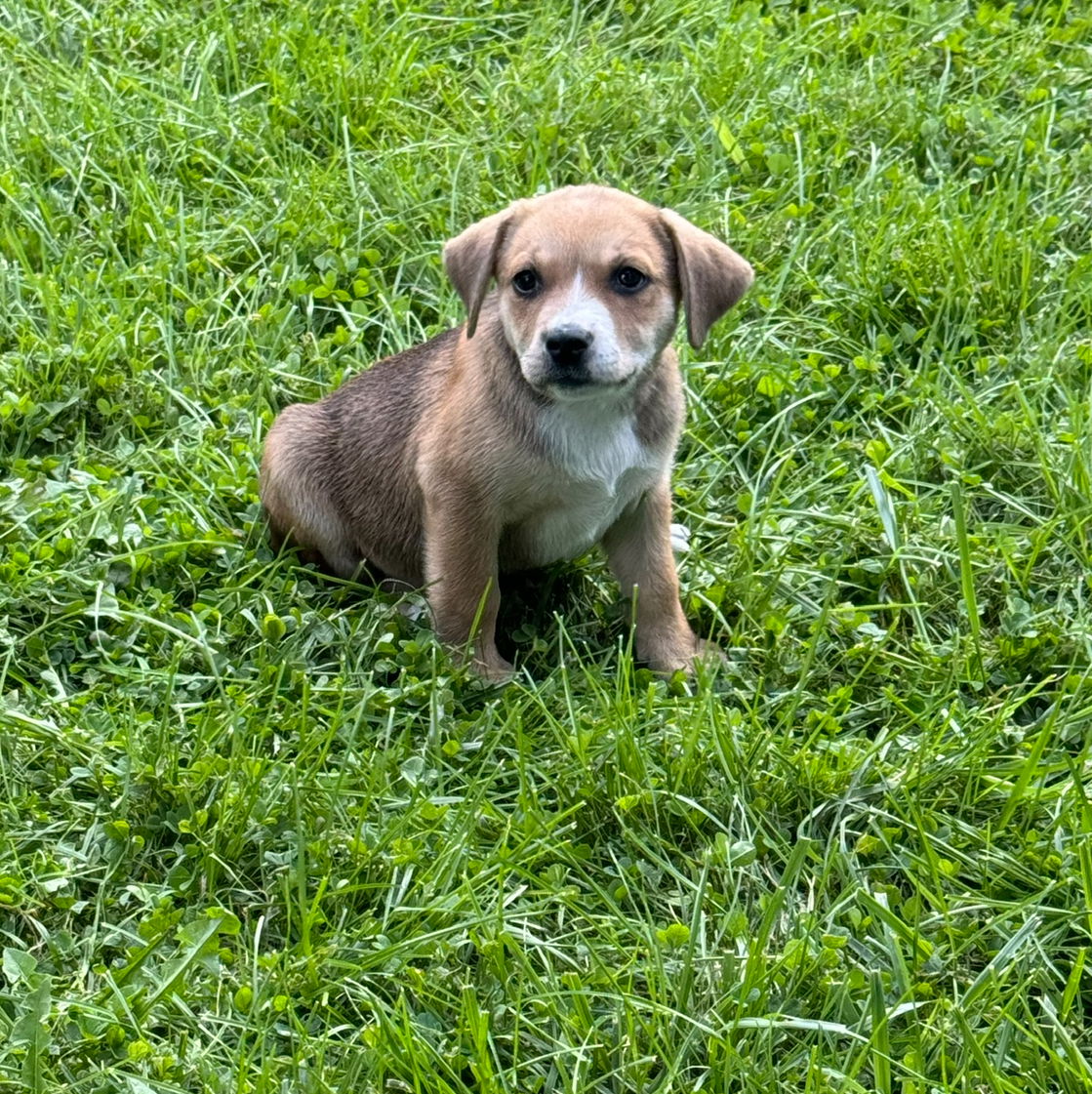 adoptable Dog in Earlville, NY named Abby (NY-Lia)