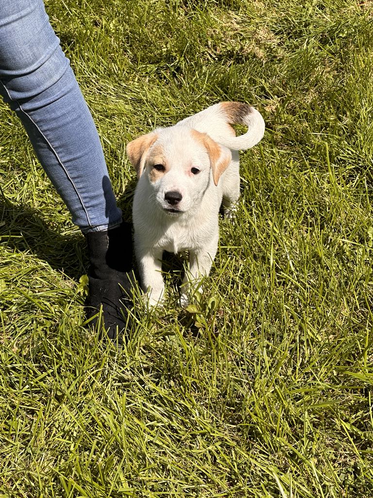 adoptable Dog in Earlville, NY named Apple (NY-Lia)