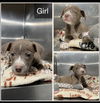 adoptable Dog in  named Gem (NY-Shari)