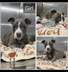 adoptable Dog in  named Grace (NY-Shari)