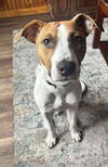 adoptable Dog in  named Snoopy (NY-Kara) $200 Adoption Fee