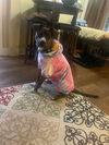 adoptable Dog in  named Pippi *Courtesy Post* (Manlius NY)