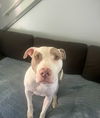 adoptable Dog in  named Aris *Courtesy Post* (Oswego-NY)