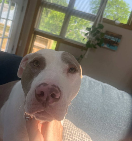 ARIS *COURTESY POST* (OSWEGO-NY) - Pit Bull Terrier available for adoption