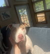 Aris *Courtesy Post* (Oswego-NY) - Photo 3