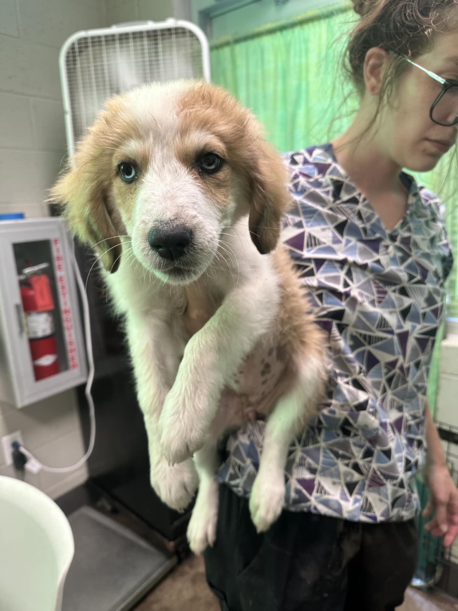 adoptable Dog in Earlville, NY named Brynn (NY-Lia)