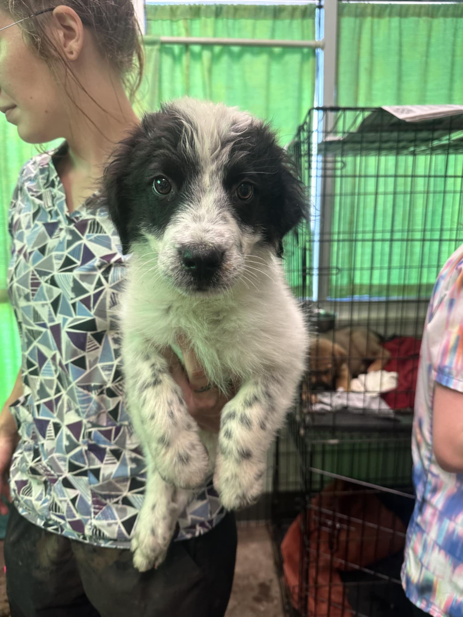 adoptable Dog in Earlville, NY named Baxter (NY-Lia)